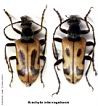 Brachyta interrogationis